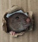 Garden Recovery After Vole Control
