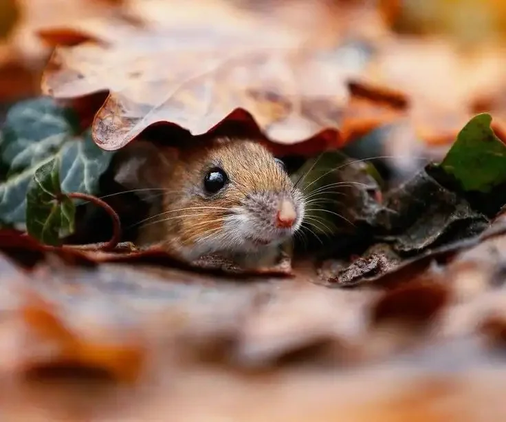 High rodent population density