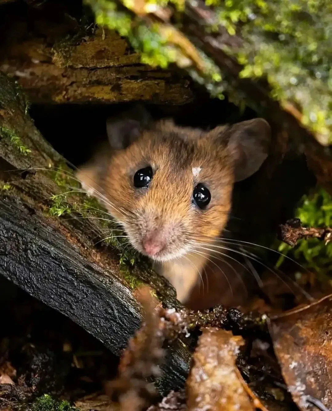 Seasonal fluctuations in rodent activity