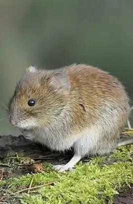 Vole Control