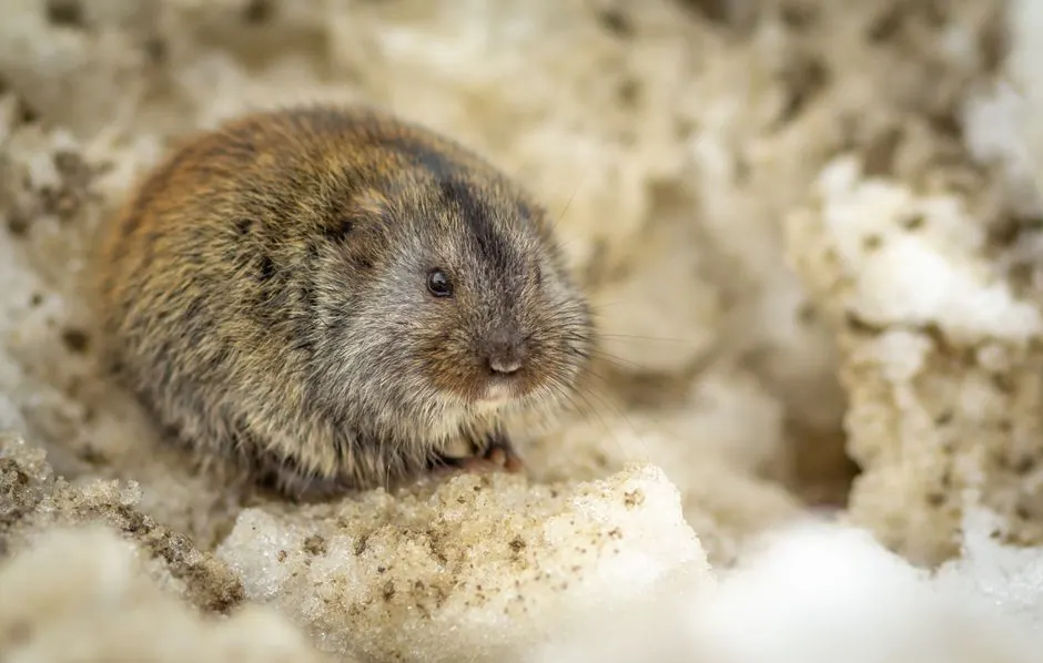 A brown vole resting on snow, showcasing its detailed fur and whiskers.