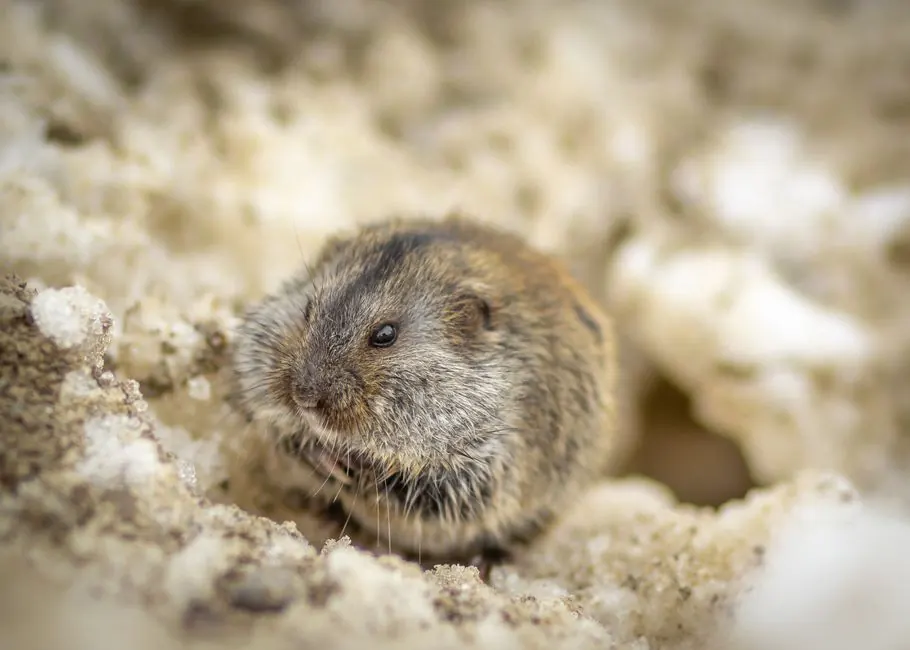Adorable vole nestled in its snowy, natural habitat, showcasing its fluffy, brown fur.